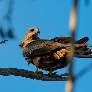 Black Kite