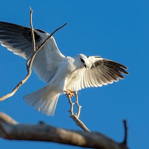 Black-shouldered Kite