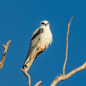 Black-shouldered Kite