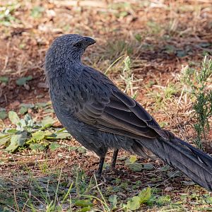 Apostlebird