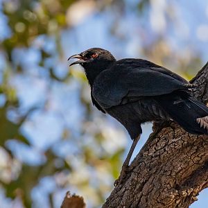 White-winged Chough
