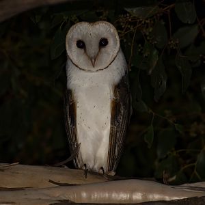Barn Owl