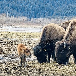 Hour Old Wood Bison Calf