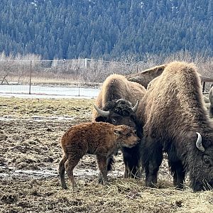 Wood Bison Calf