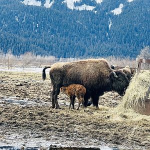 Nursing Wood Bison Calf