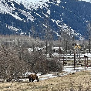 Sense of Scale - Brown Bear Exhibit