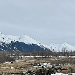 Brown Bear and Wood Bison beyond