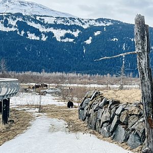 Black Bear with Wood Bison beyond