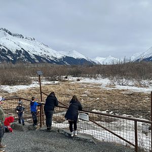 Brown Bear Viewing