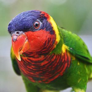 Ornate Lorikeet (Trichoglossus ornatus)