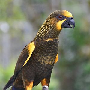 Brown Lory (Chalcopsitta duivenbodei)