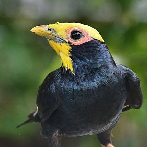 Golden-crested Myna (Ampeliceps coronatus)