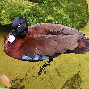 Hartlaub's Duck (Pteronetta hartlaubii)