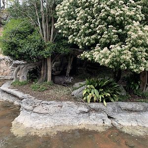 Brazilian Tapir Yawning