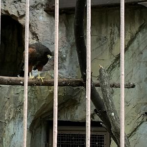 Harris Hawk