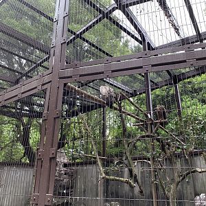 African White-backed Vulture