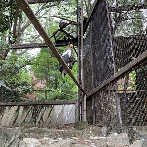 Stellar’s Sea Eagle