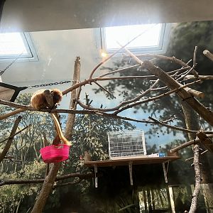 Golden Lion Tamarin Exhibit