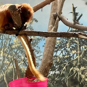 Golden Lion Tamarin