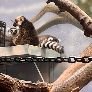 Ring-tailed Lemurs