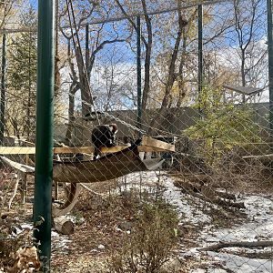 Red-capped Mangabey Exhibit