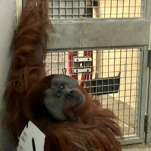 Orangutan