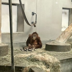Orangutan