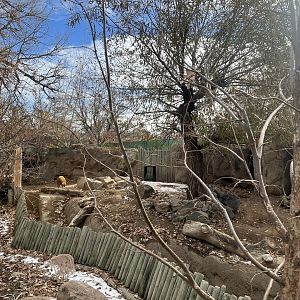 Red River Hog Exhibit
