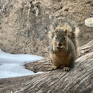Fox Squirrel