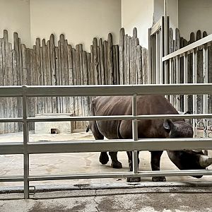 Black Rhinoceros indoor stall