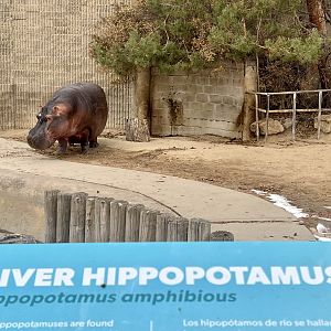 River Hippopotamus