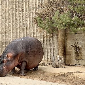 River Hippopotamus