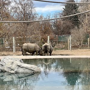Greater One-horned Rhinoceros