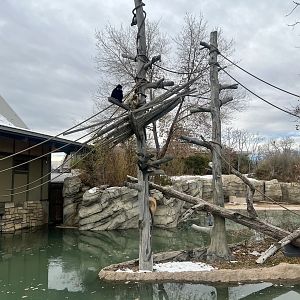 White-handed Gibbon Exhibit