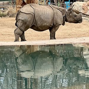 Greater One-horned Rhinoceros
