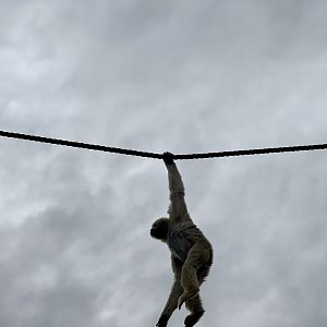 White-handed Gibbon
