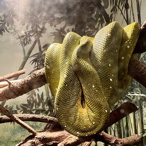 Green Tree Python