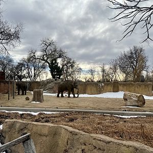 Asian Elephant Exhibit