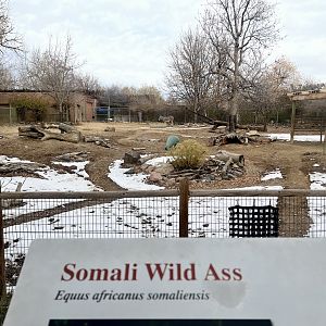 Somali Wild Ass Exhibit