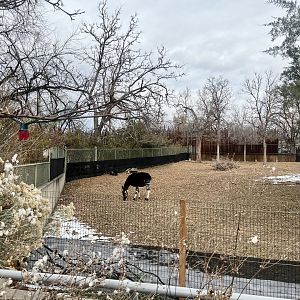 Okapi and Yellow-backed Duiker Exhibit