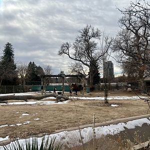 Bactrian Camel Exhibit