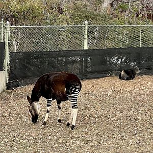 Okapi and Yellow-backed Duiker