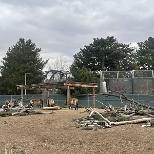 Pzewalski’s Horse Exhibit