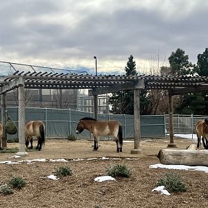 Pzewalski’s Horse