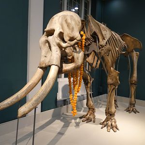 Maharajah the Asian elephant