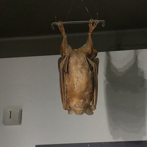 Antillean fruit-eating bat taxidermy