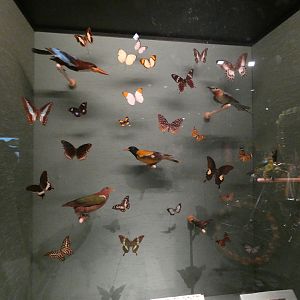 Birds of Sri Lanka display
