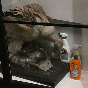 Griffon vulture taxidermy