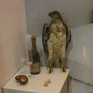 Short-toed eagle taxidermy