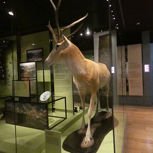 Père David's deer